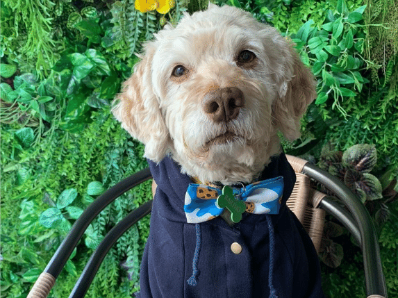 O cãozinho Bartho tinha 10 anos de idade