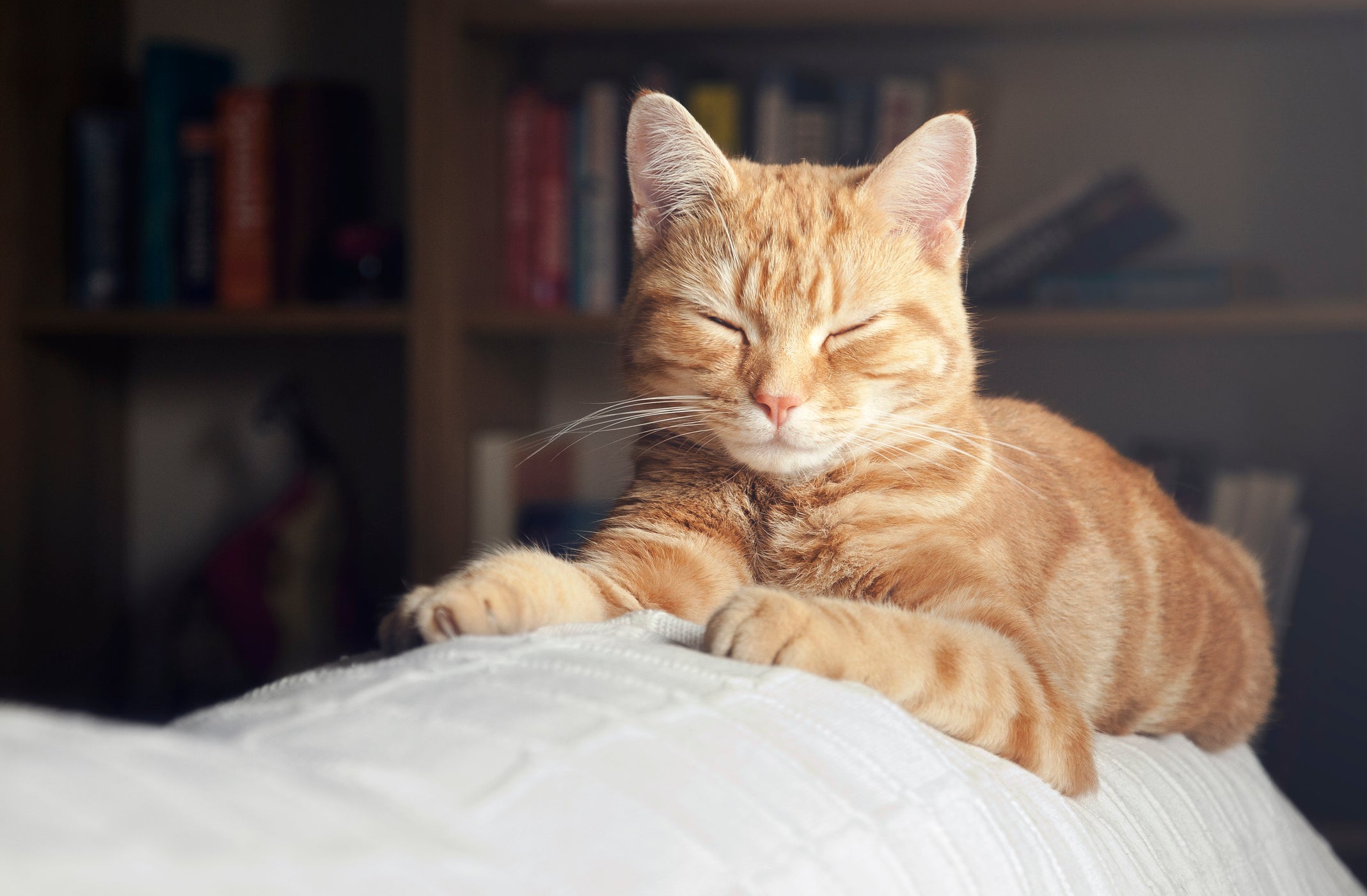 Gatos ronronam porque estão felizes e confortáveis naquele ambiente