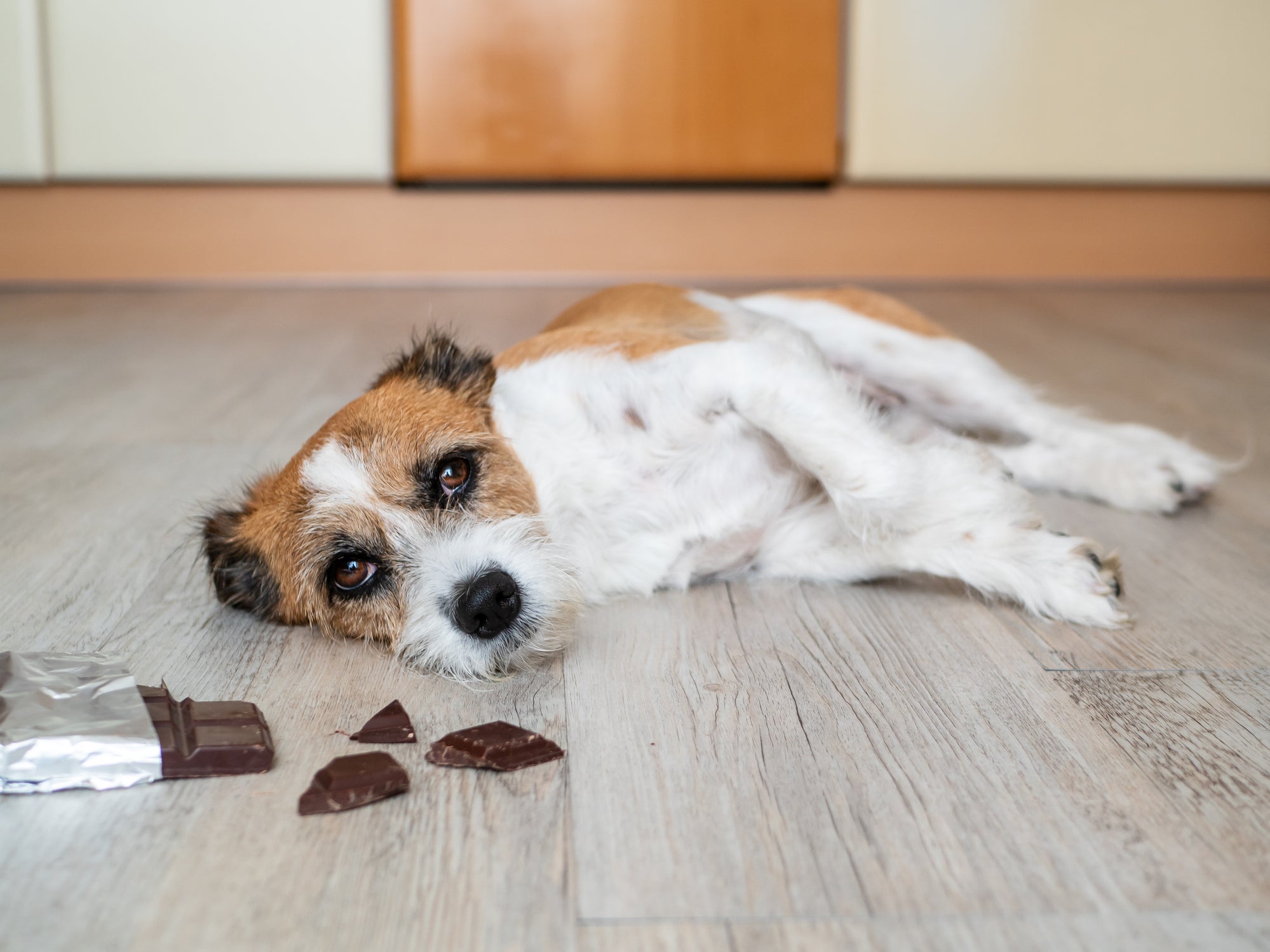 Um dos alimentos que o cachorro não pode comer é o chocolate