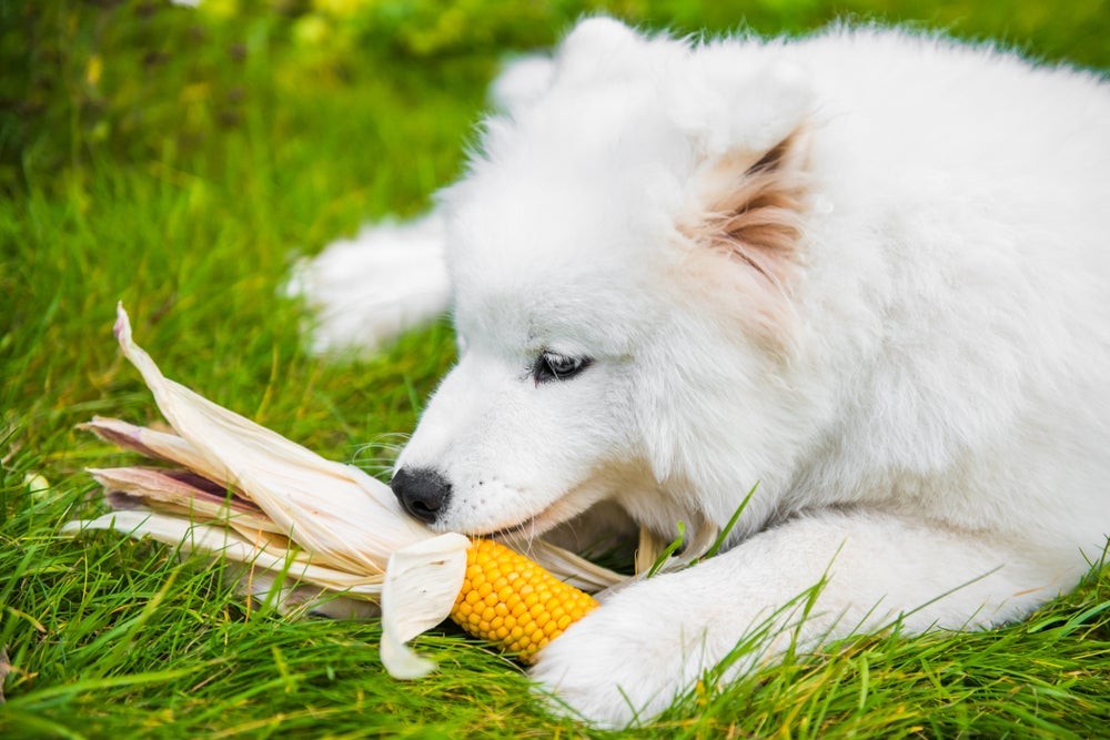 Um dos alimentos proibidos para cachorro é a espiga de milho pelo risco de engasgo