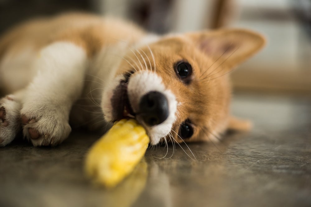 O cachorro pode comer milho, mas não a espiga
