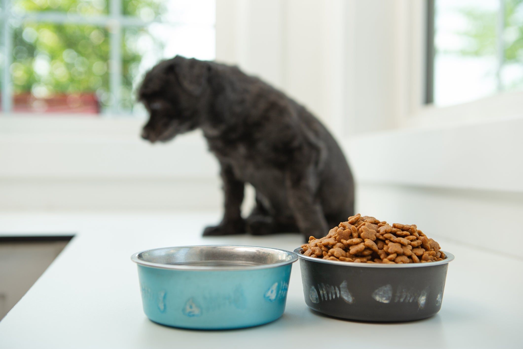 A anorexia em cães, diferentemente da dos humanos, carrega a falta de apetite