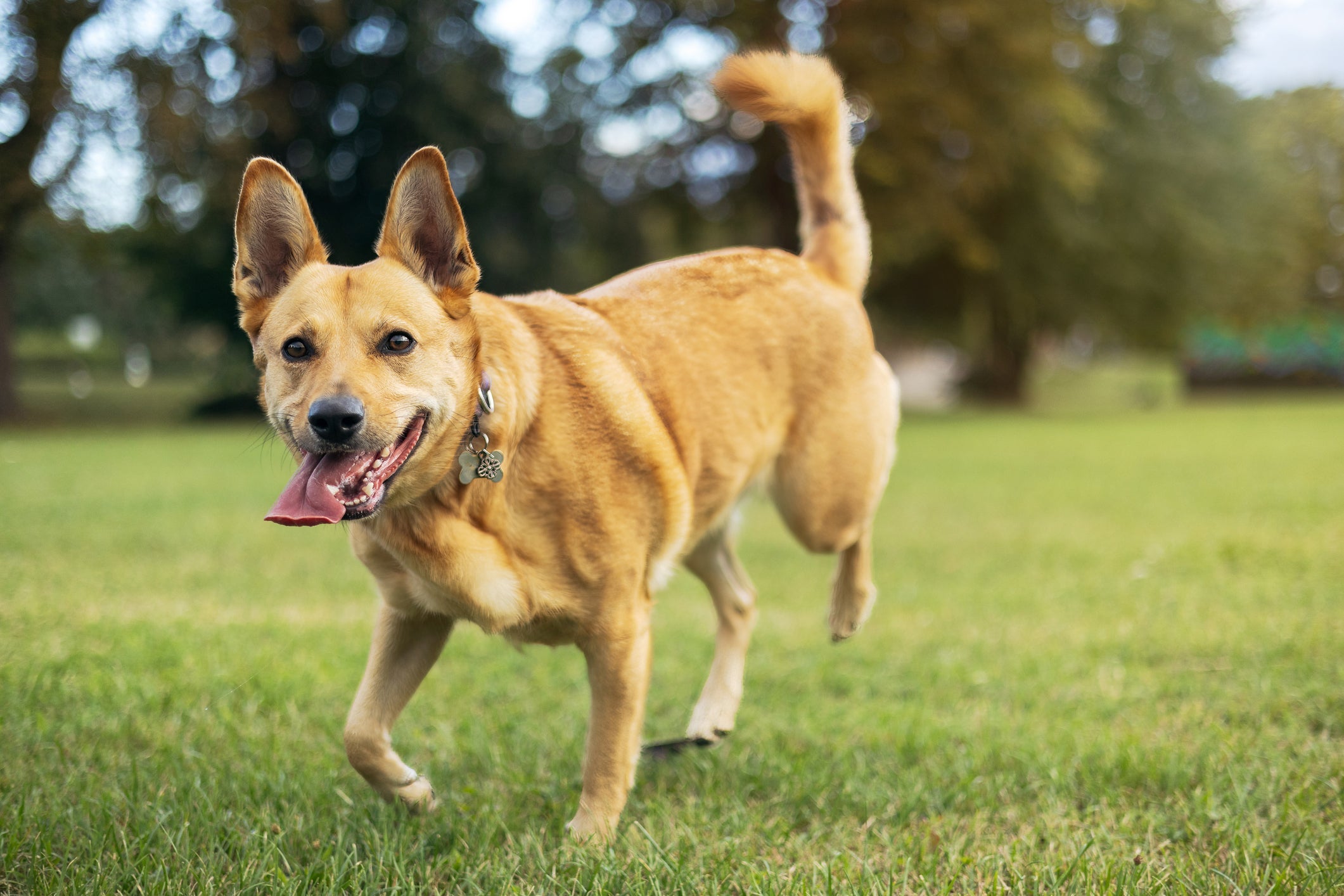 Exercícios, alimentação balanceada e até fisioterapia ajudam a prevenir doenças articulares em cães