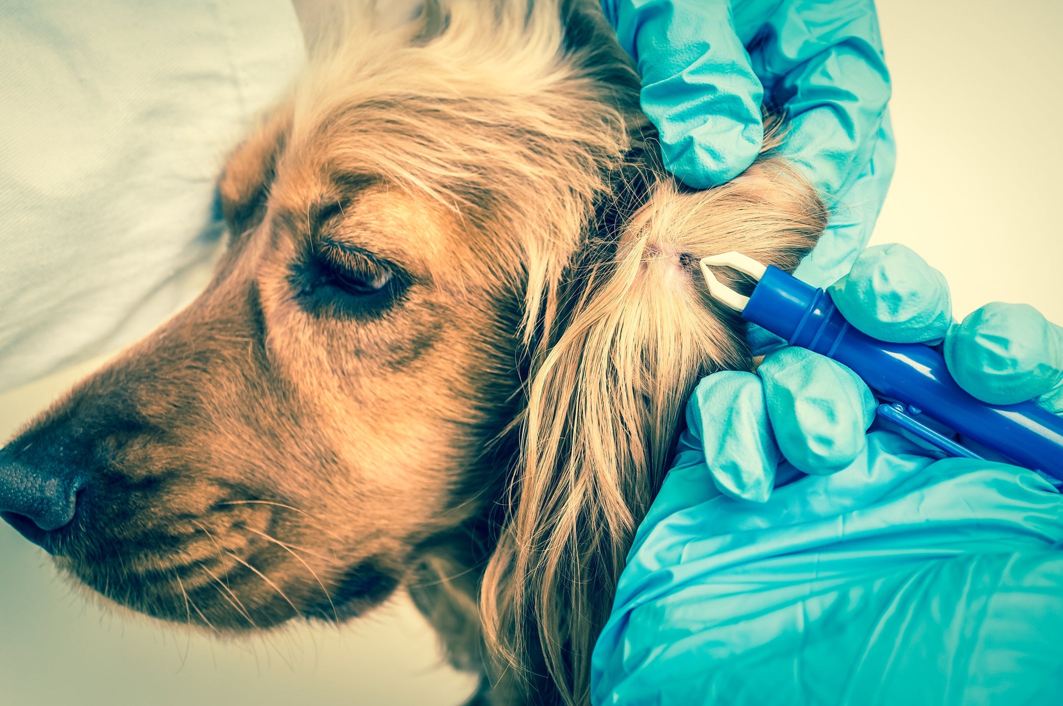 Cachorro com carrapato pode resultar em doenças graves