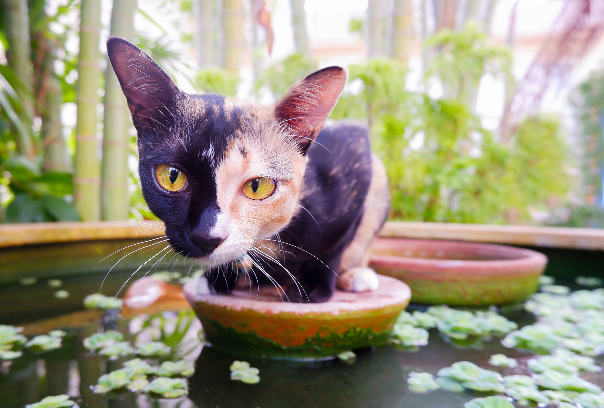 Para ter certeza de que se trata de um gato quimera, é preciso submeter o bichano a um exame de DNA