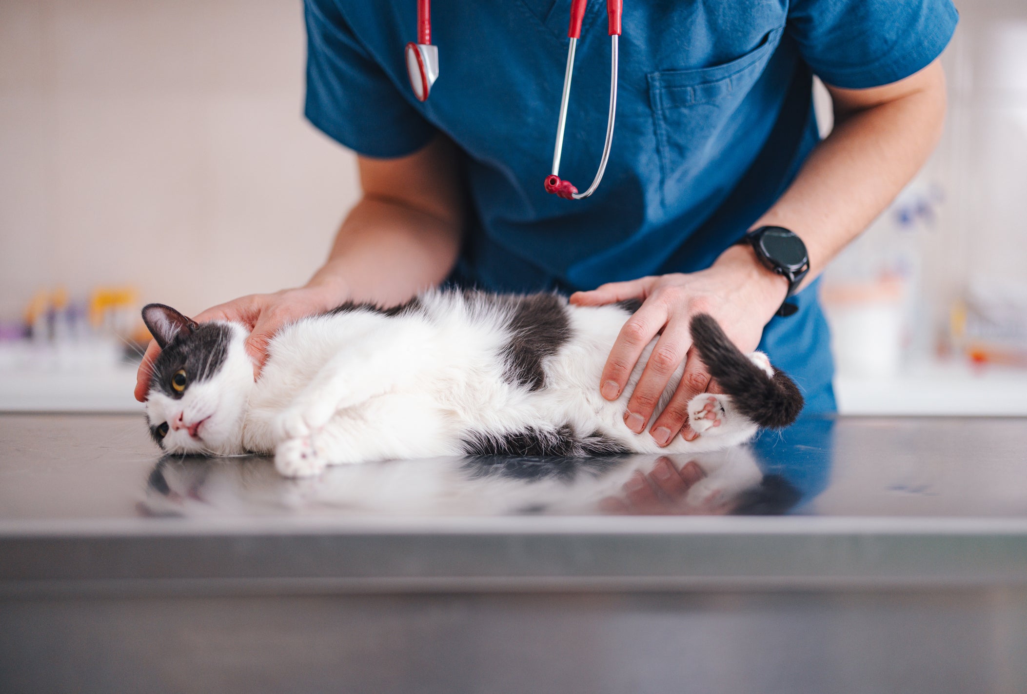 A pancreatite felina é uma doença difícil de ser diagnosticada