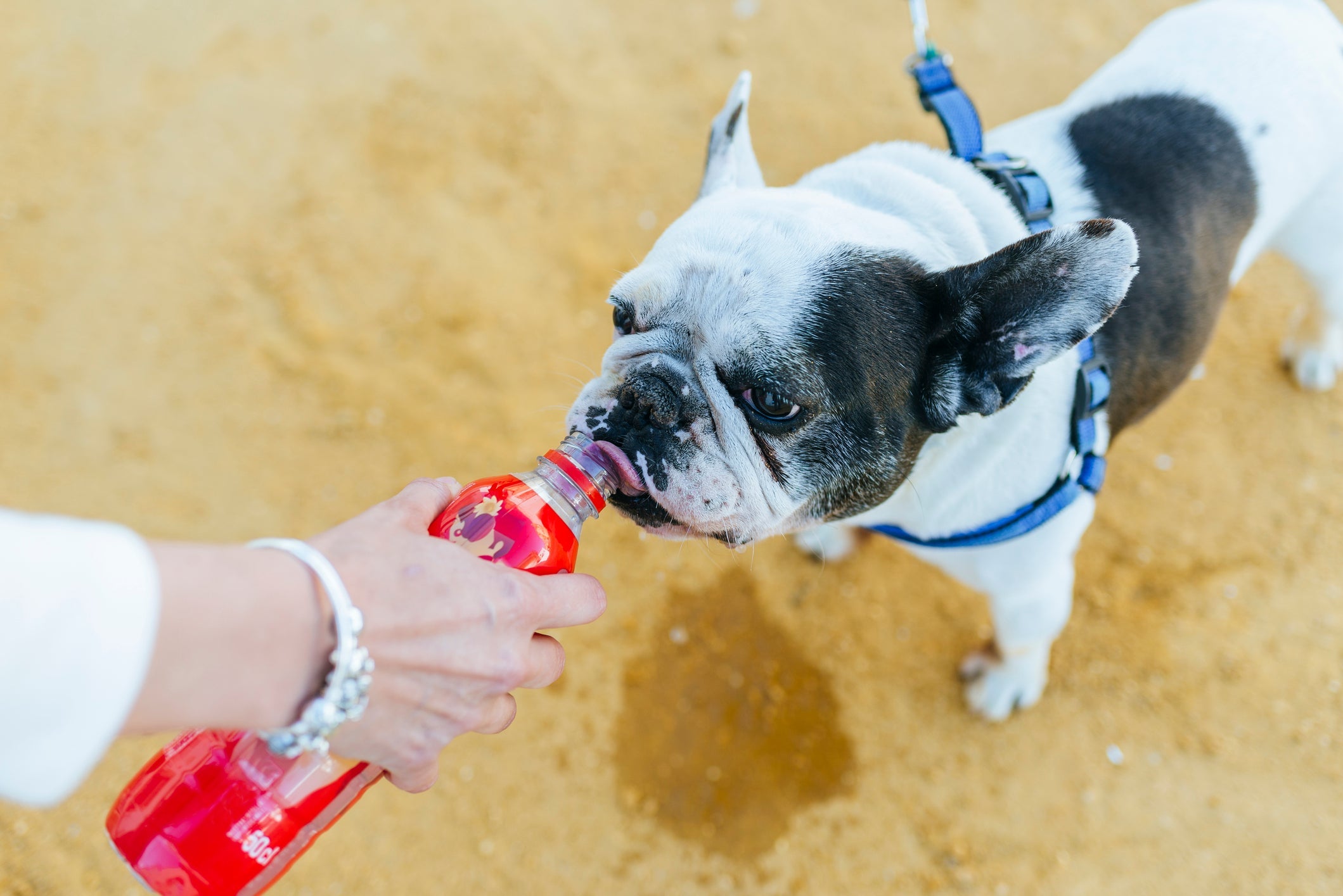 A hidratação reforçada é o principal cuidado com o Bulldog Francês em dias quentes