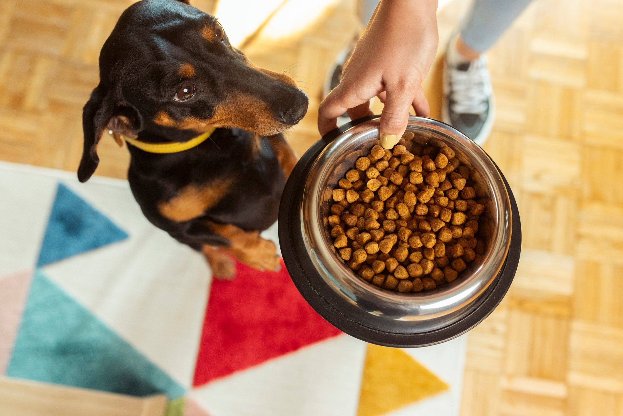 Estabelecer uma rotina alimentar e oferecer uma ração de alta qualidade ajudam a estimular o apetite do cachorro