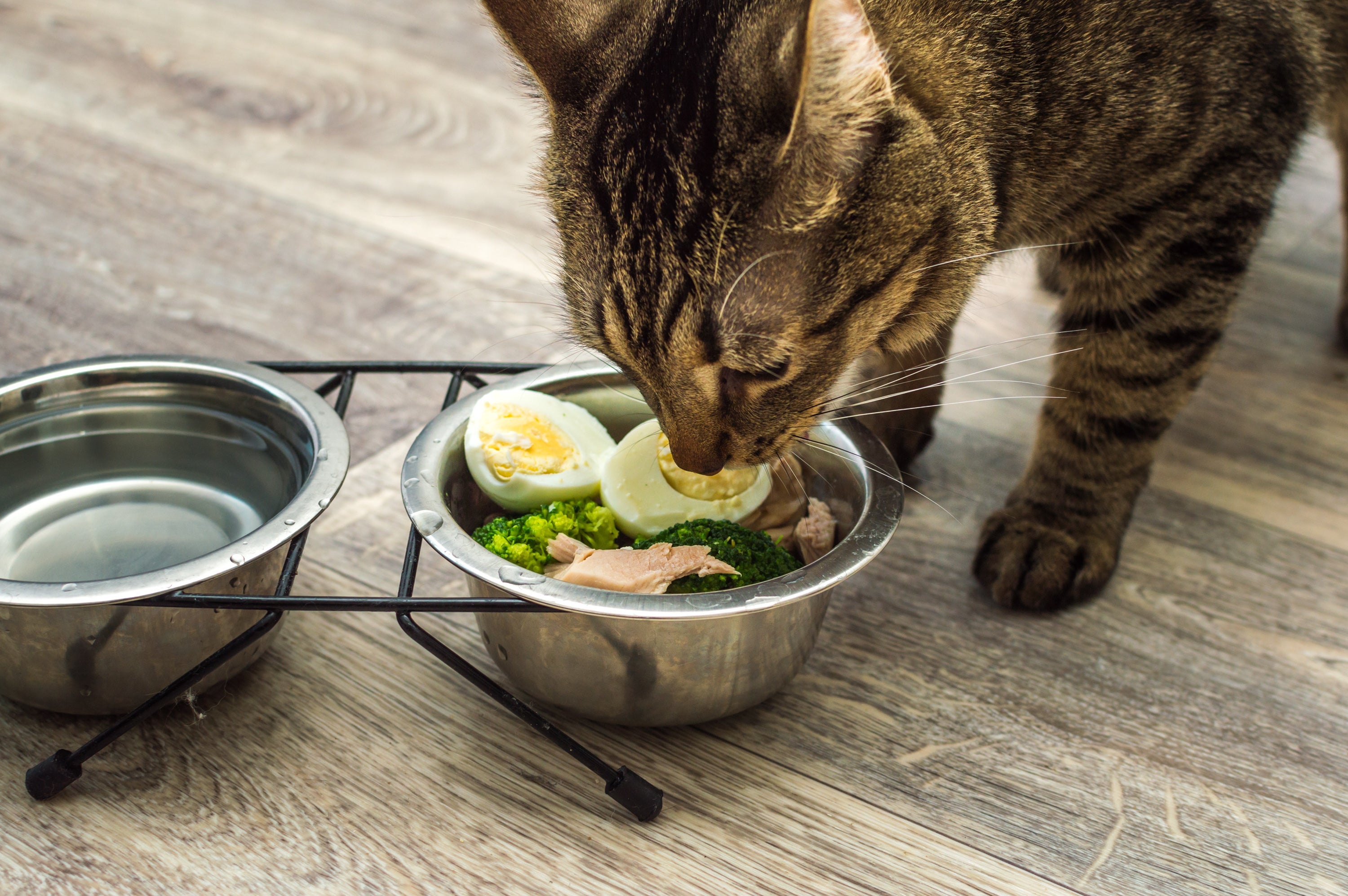 O que gato pode comer: frango, peixe, batata doce e ovo são exemplos de alimentos proteicos