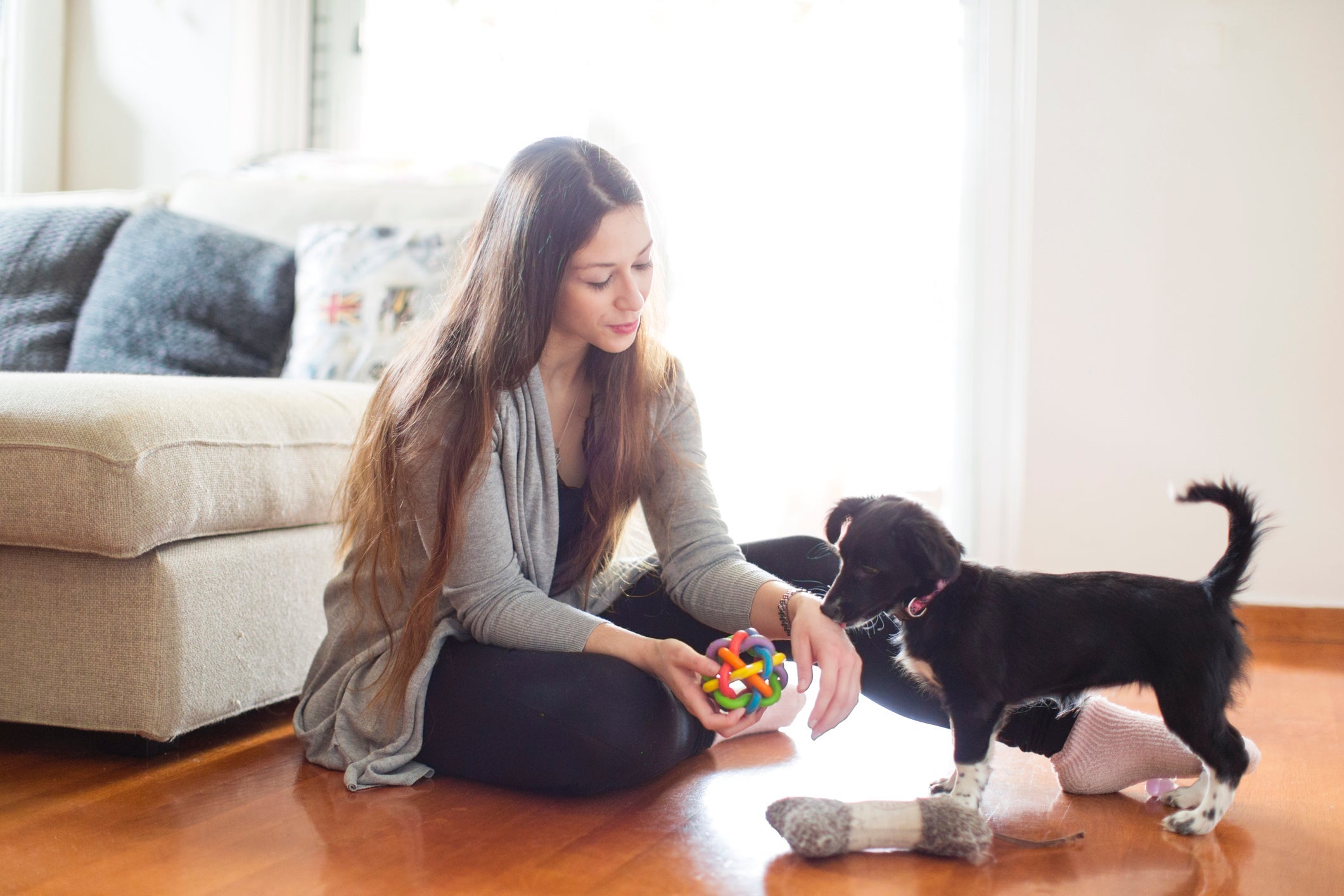 Os filhotes de cachorro precisam de compreensão durante seu desenvolvimento