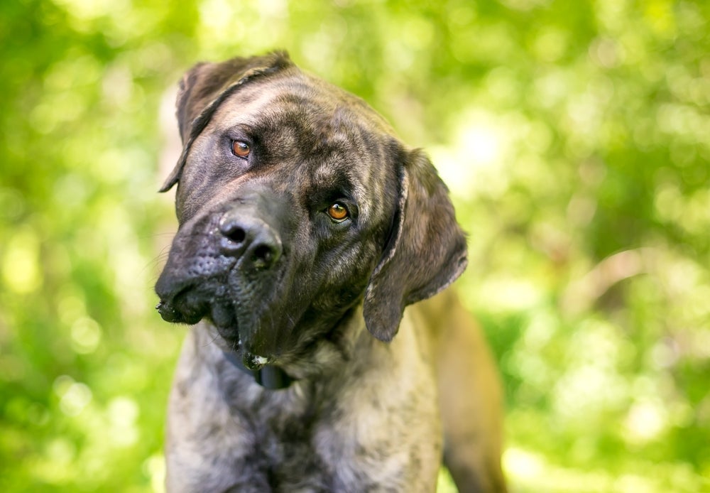 O cérebro de um cachorro usa principalmente o olfato e a visão para ativar os pensamentos