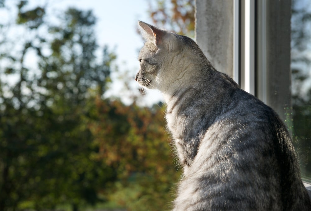 Ficar na janela está entre as coisas que os gatos amam