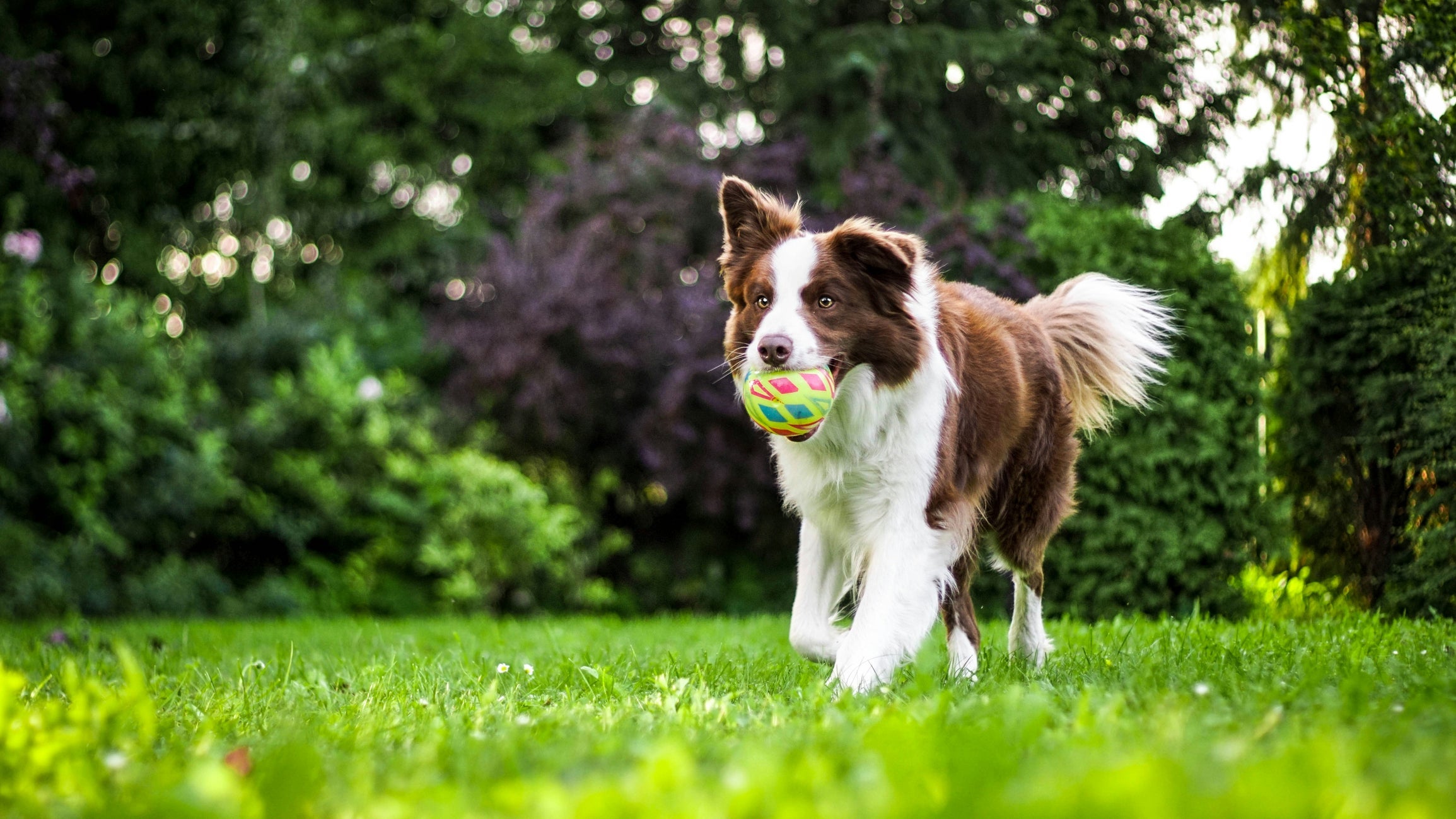 Cheio de energia, o Border Collie é um cachorro que precisa de estímulos físicos e mentais diários