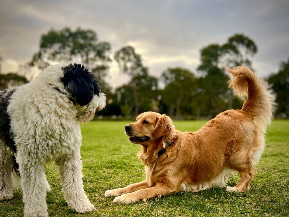 O Golden Retriever é um cão cheio de energia e extremamente sociável