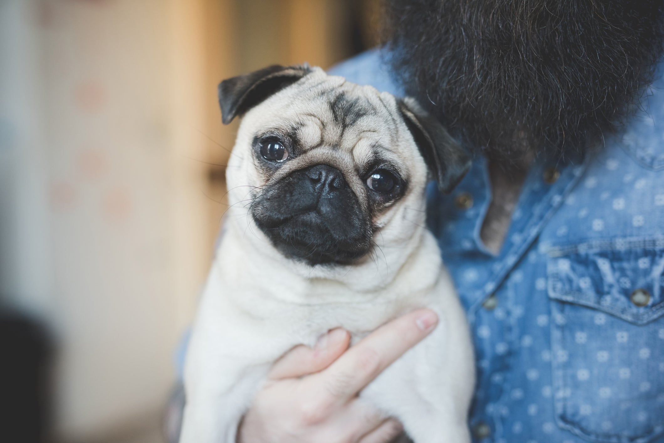 O Pug tem necessidades específicas com sua saúde, incluindo controle de peso e higiene adequada das dobrinhas