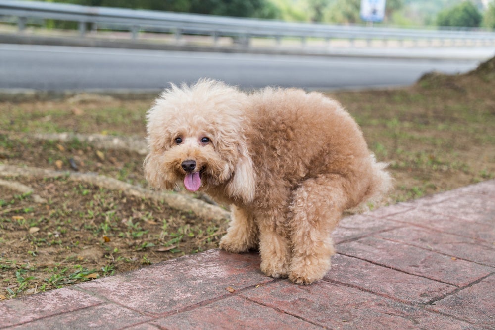 Cachorro fazendo cocô tem influência do campo magnético