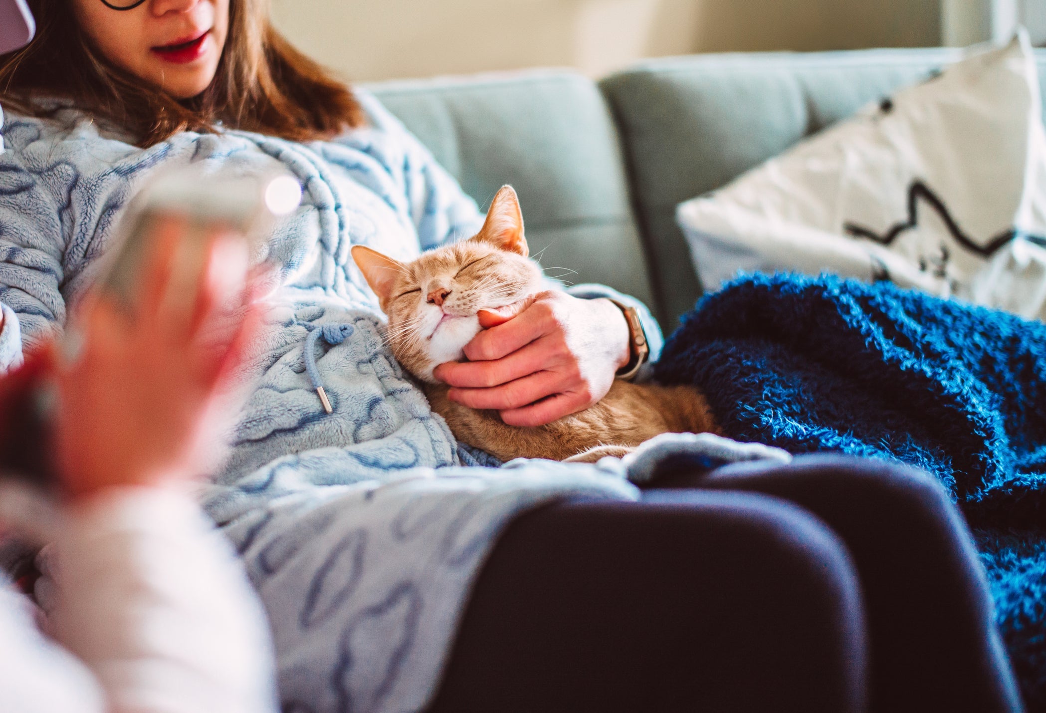 Se o gato deita na sua barriga ele pode estar querendo carinho e atenção