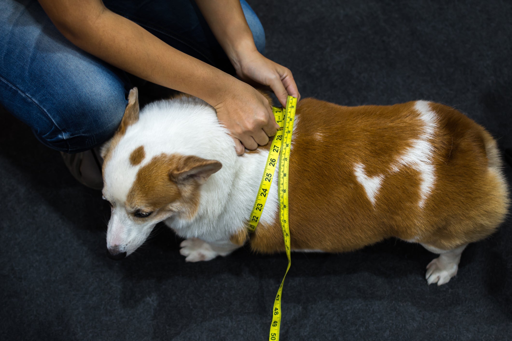 Faça o acompanhamento da alimentação do seu cachorro com o veterinário