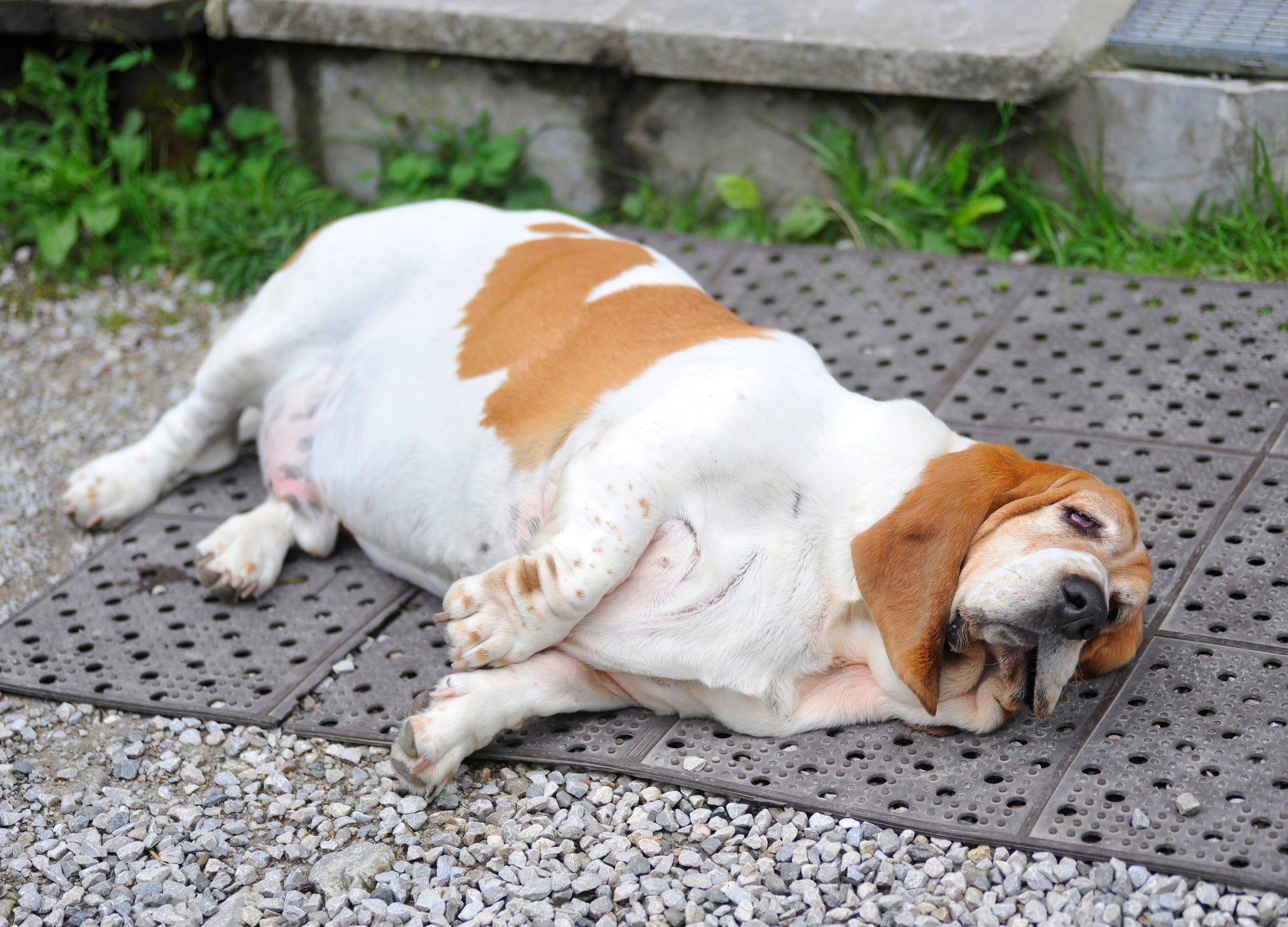 A obesidade canina pode surgir por propensão genética ou ter relação com alguma outra doença. É sempre importante observar os sinais!