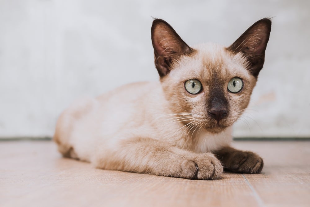 O Birmanês é uma raça que não gosta muito de se movimentar, por isso pode sofrer com a obesidade