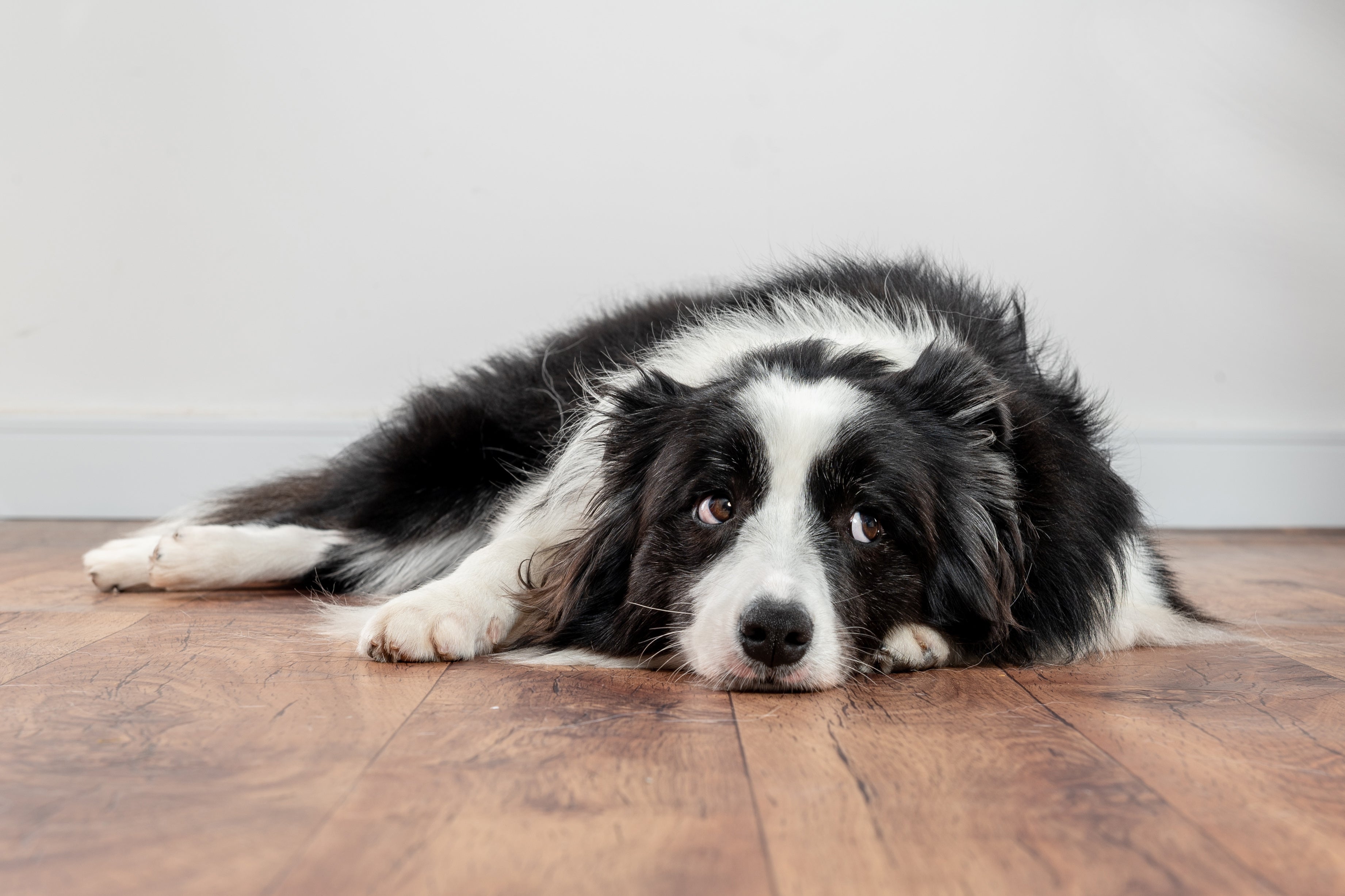 A falta do amigo pode fazer cães ficarem desanimados