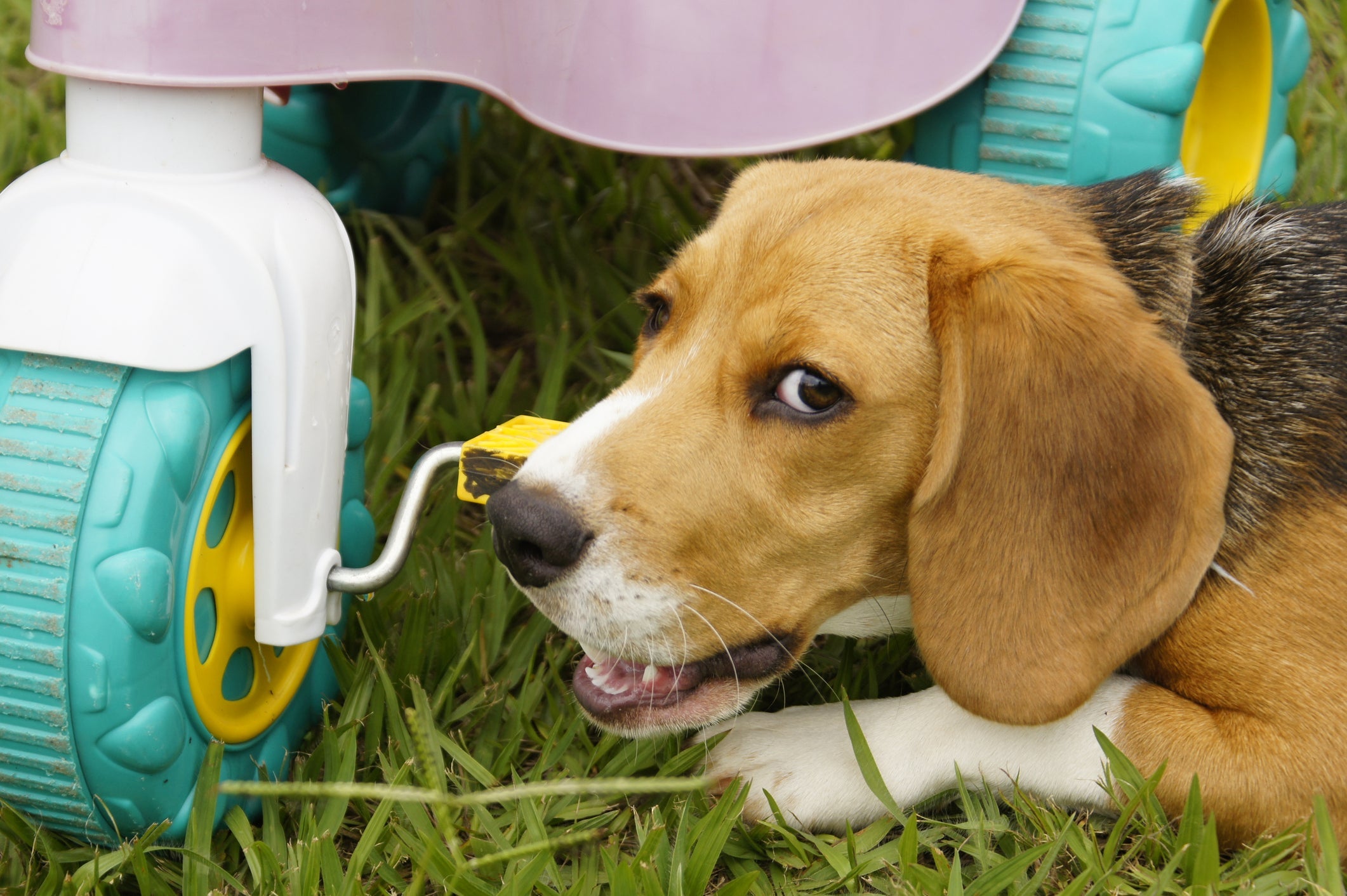 Uma das causas da obstrução intestinal em cães é a ingestão de corpos estranhos, como pedaços de brinquedos