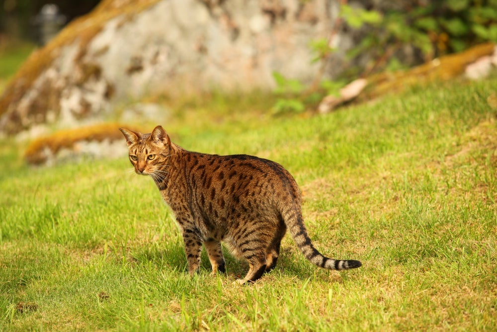 O gato Ocicat tem uma pelagem manchada, olhos bem grandes e orelhas longas
