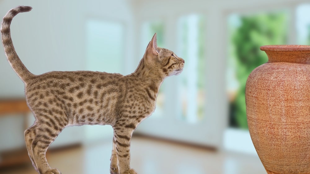 Ocicat tem manchinhas pelo corpo que são um charme!