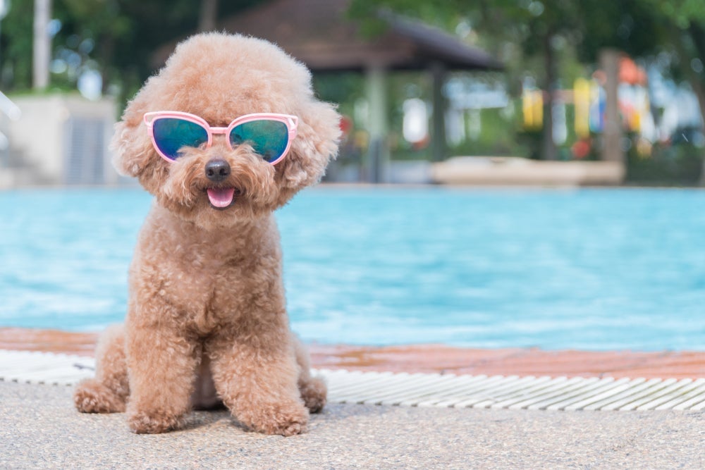 O óculos de sol para cachorro protege os olhos da exposição aos raios ultravioletas