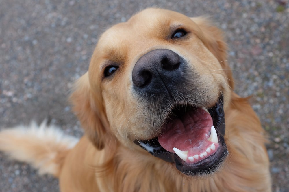 O focinho do cachorro tem capacidade para detectar cheiros a metros de distância