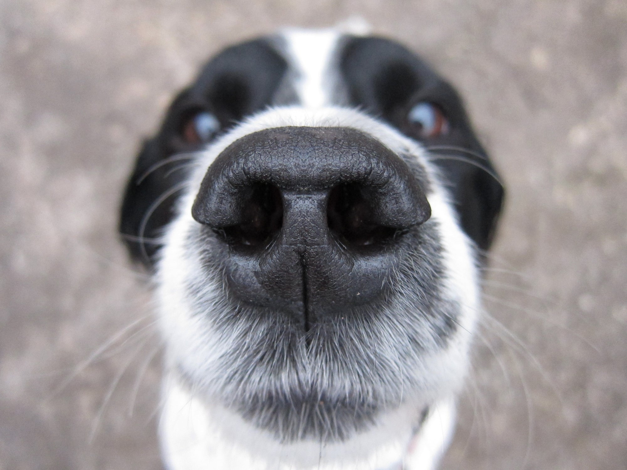 O focinho de cachorro é repleto de células sensoriais