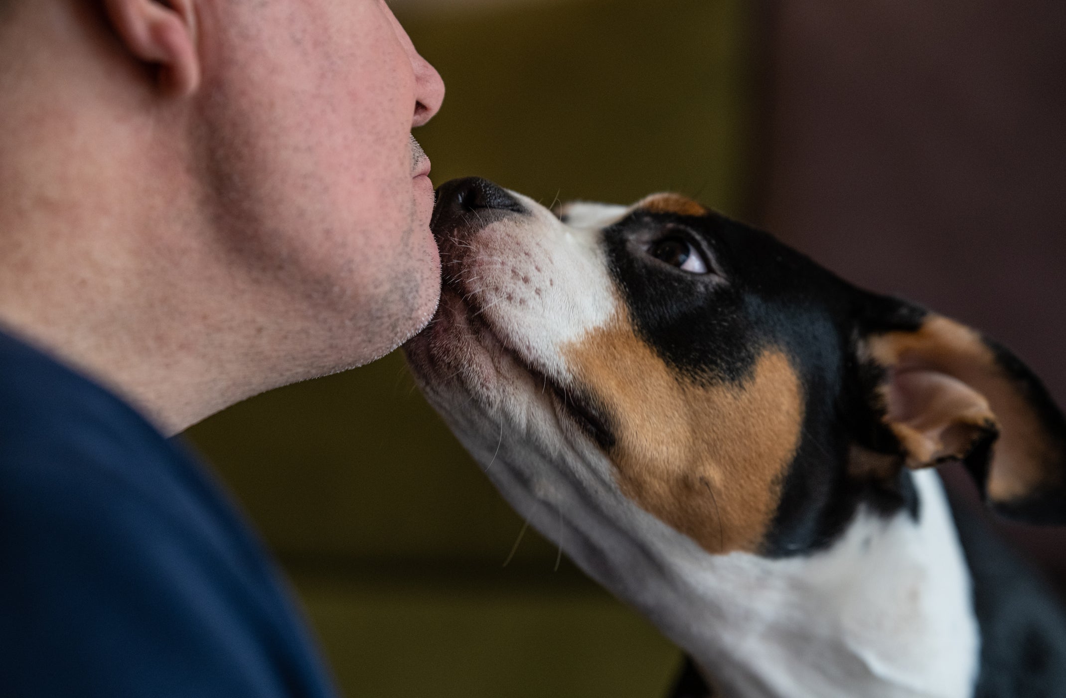 Estudo sugere que a doença de Parkinson muda o “cheiro” da pele e os cães conseguem detectar essa alteração