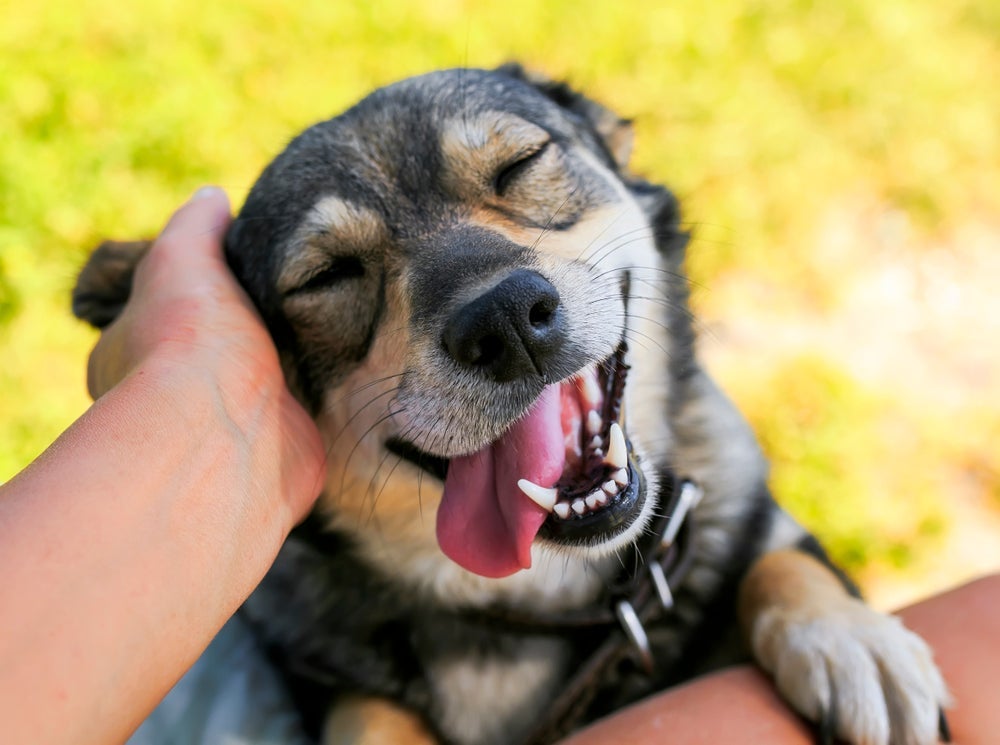 O olfato do cachorro é muito apurado e conta com mais de 200 milhões de células olfativas