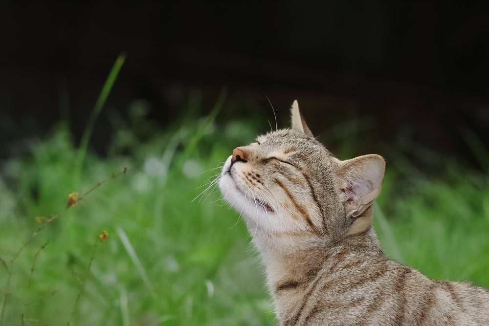 Olfato felino: gatos que cheiram o nariz do dono e outros animais está manifestando um ato de amor