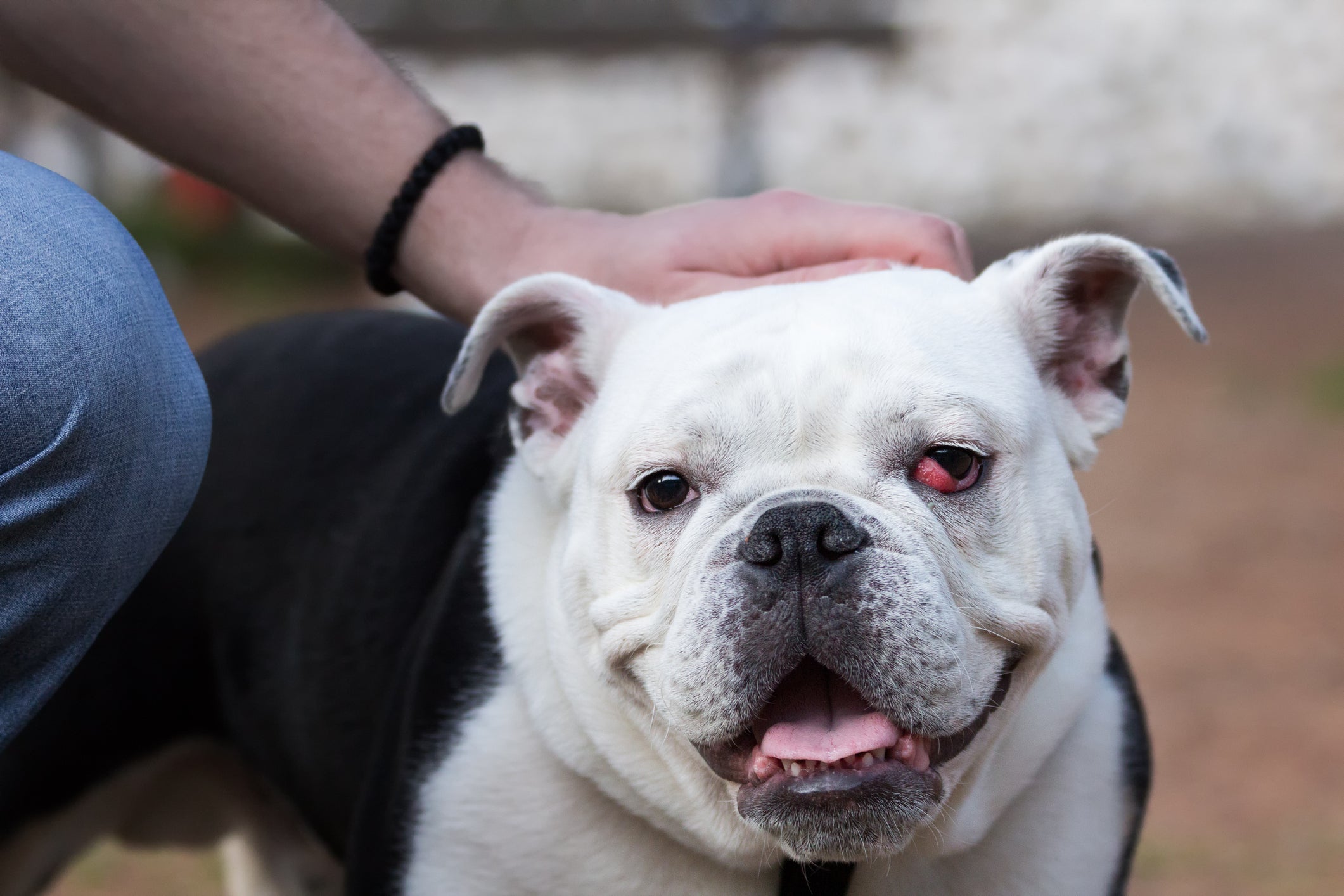 Olho de cereja: Bulldog é uma das raças com maior predisposição para o problema