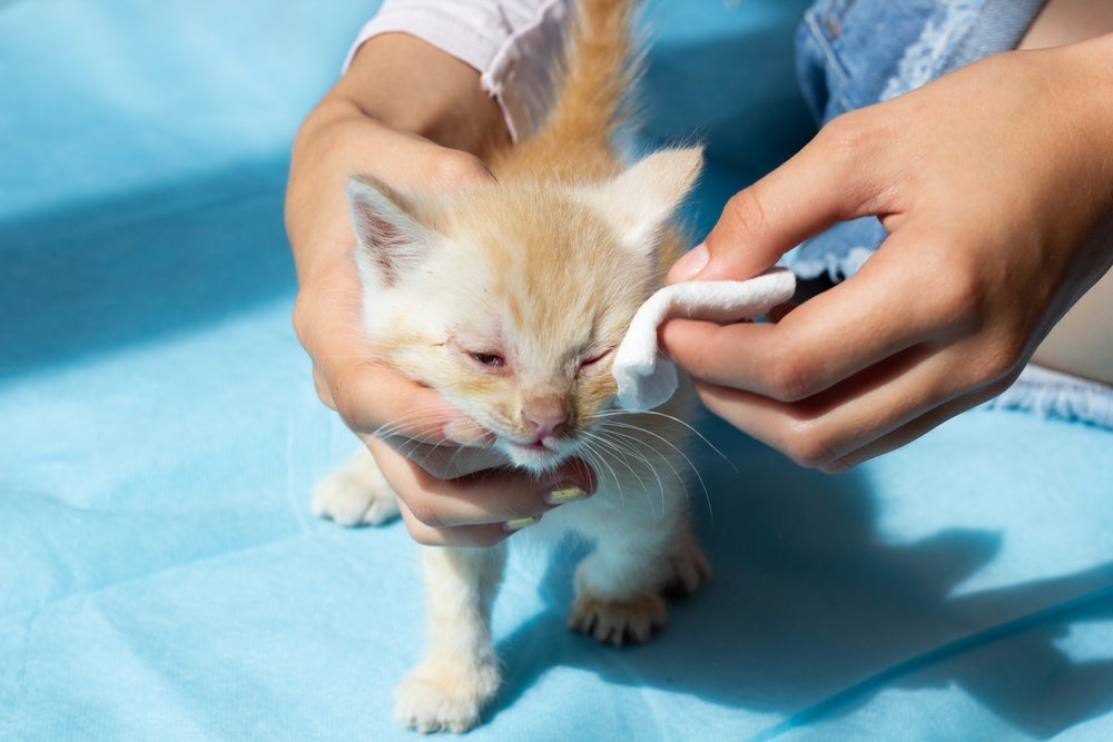 Os tutores podem fazer a higiene do olho do gato filhote em casa para reduzir a presença de remela