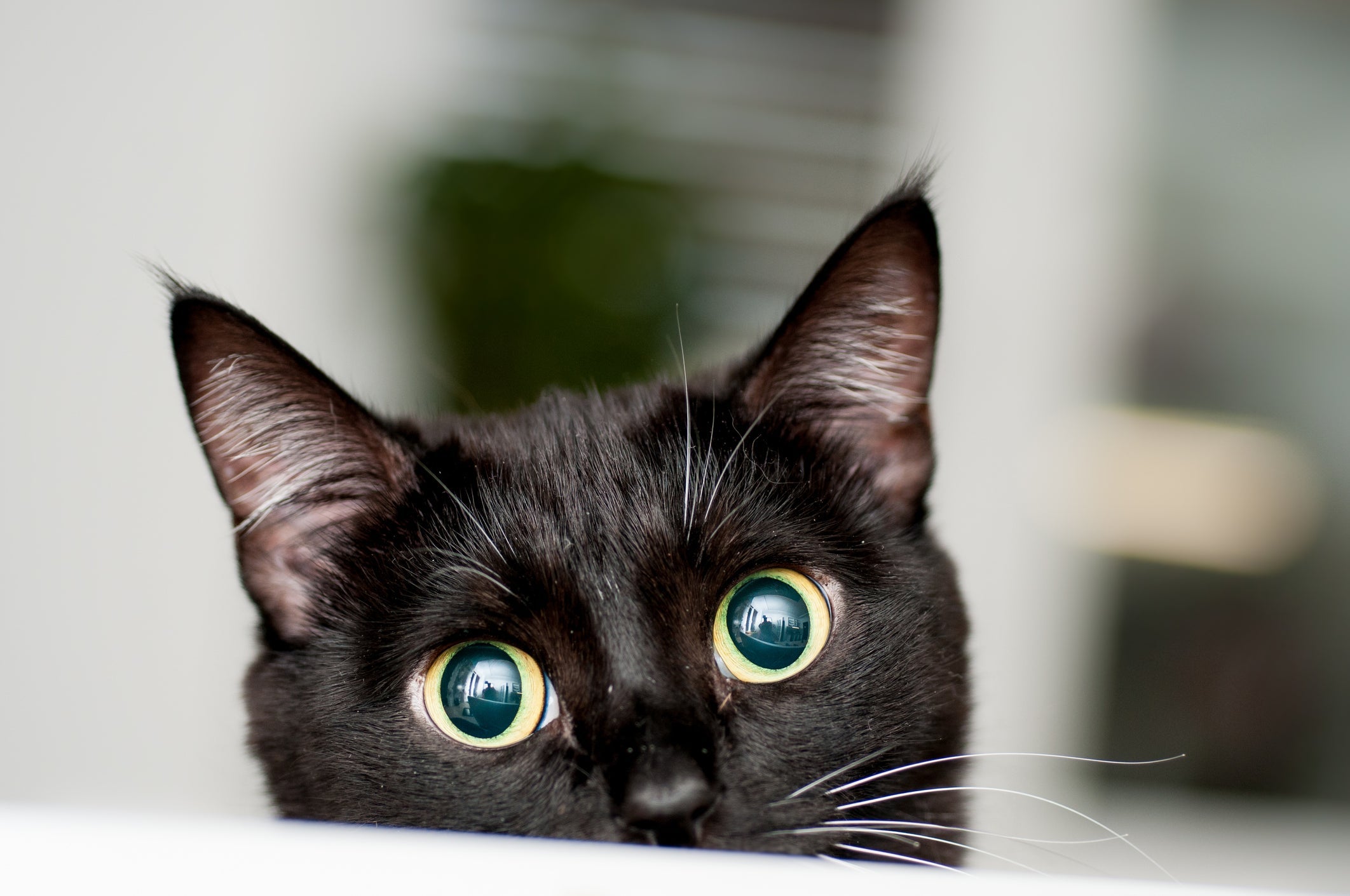 Pupilas dilatadas costumam ser uma reação natural e bastante comum dos olhos de gato