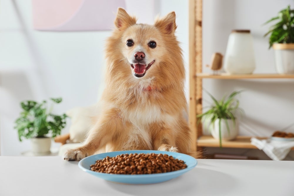 Ração com ômega 3 para cachorro ajuda na absorção do nutriente