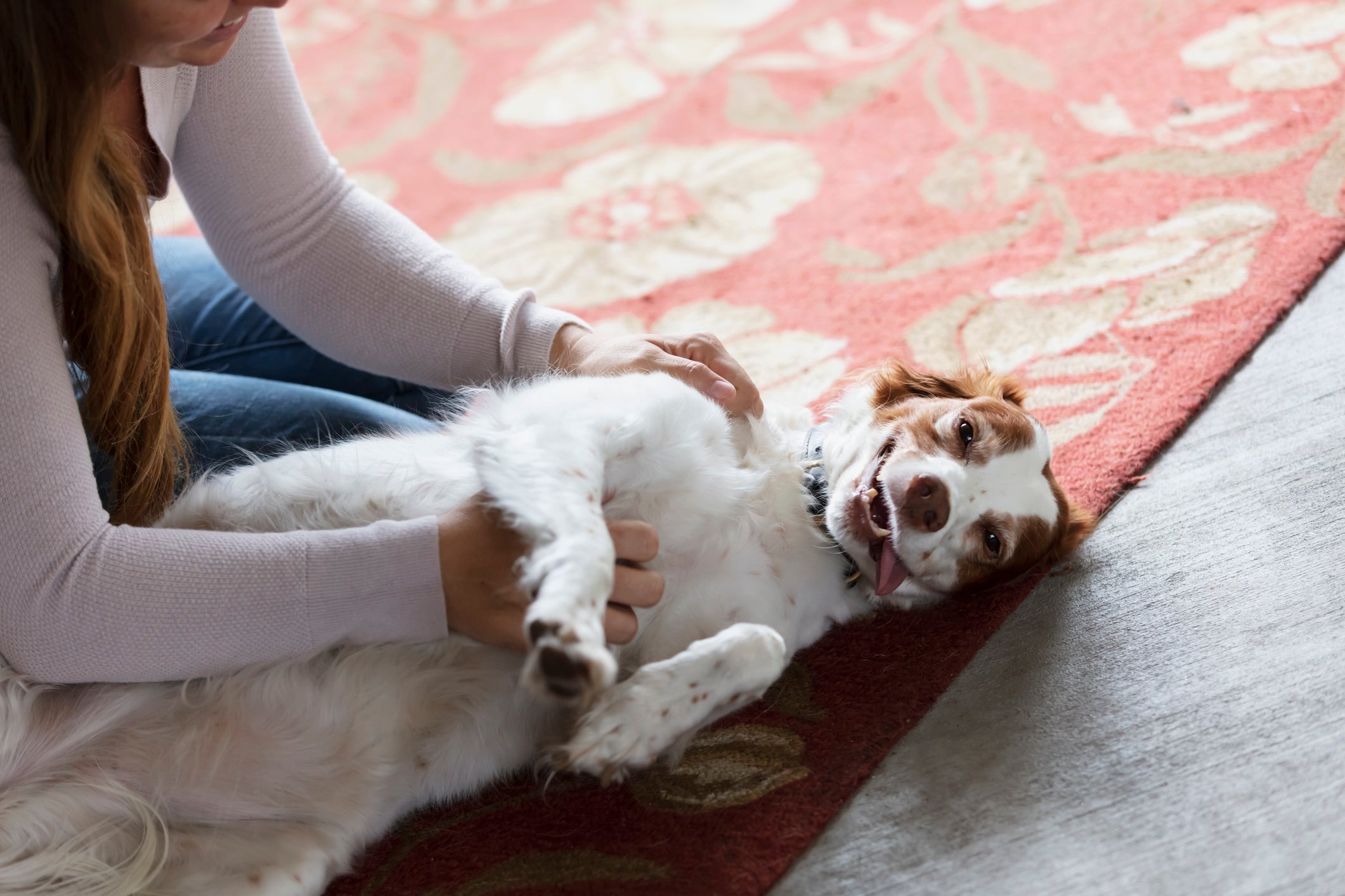Um lugar onde cachorro gosta de carinho é na barriga