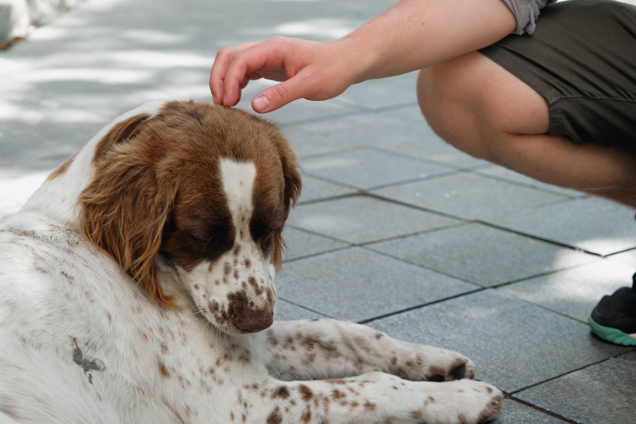 Onde fazer carinho em cachorro desconhecido? Região da cabeça é super indicada