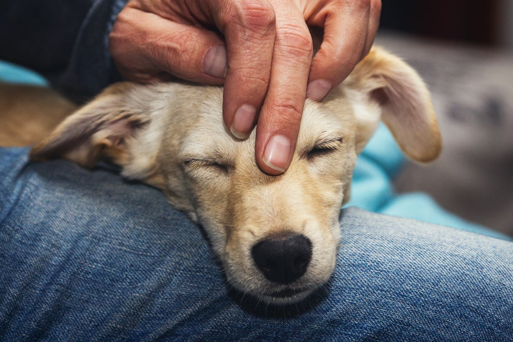 Um carinho em cachorro delicado e cheio de afeto pode ser feito na cabeça do pet.