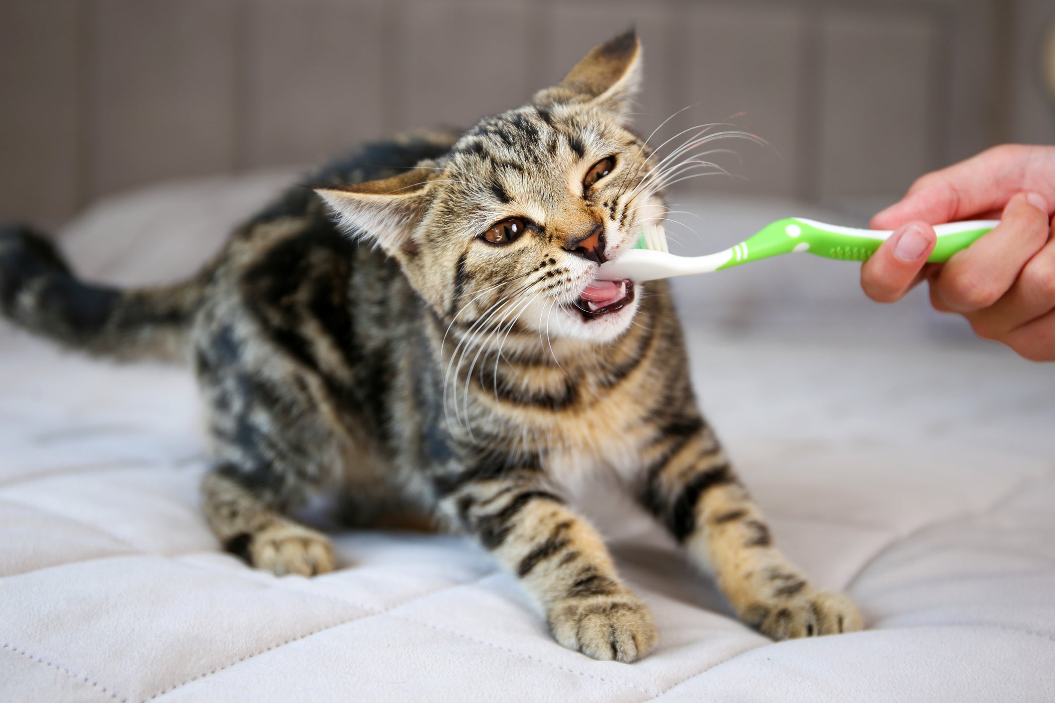 Os carinhos no gato com escova de dente deixam o felino relaxado