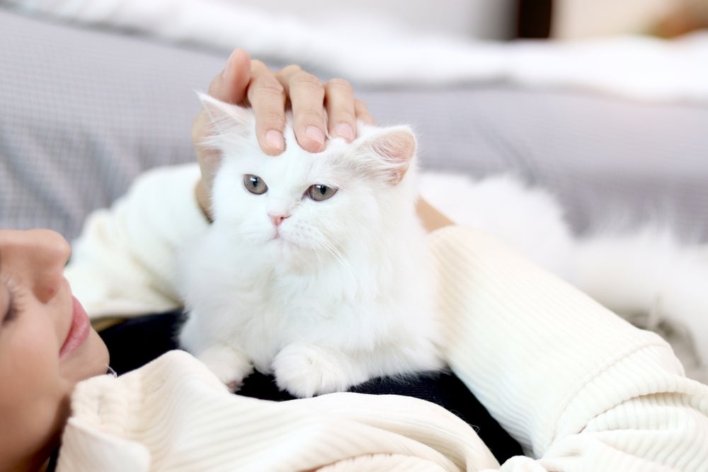 Saber como fazer carinho em gato não é difícil