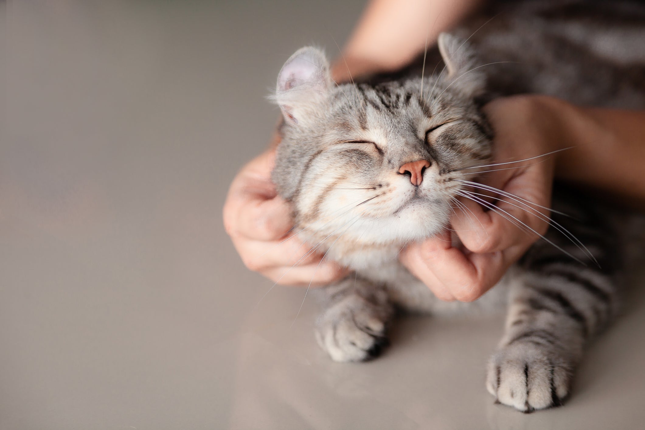 Uma dica de como fazer o gato ronronar que não tem erro é fazer carinho