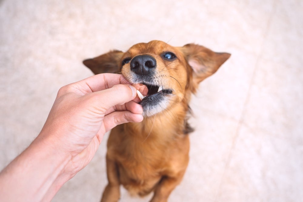 Oferecer orelha de boi para cachorro é mais seguro que dar osso para cachorro