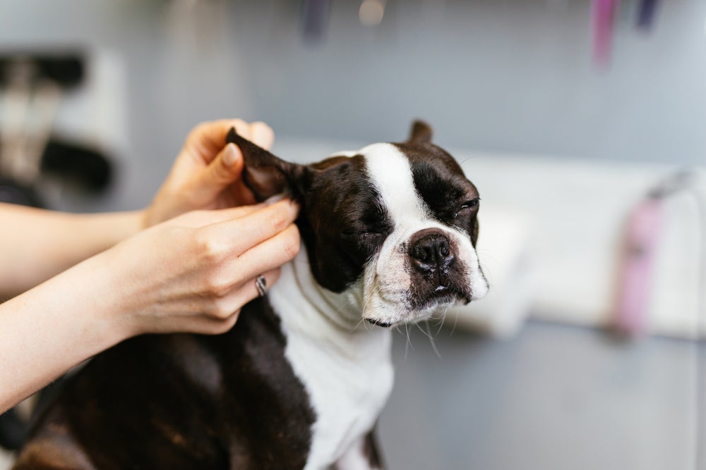 Limpar orelha de cachorro regularmente evita o desenvolvimento de otites