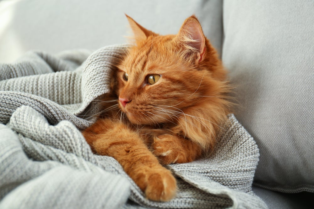 Uma das melhores formas de como limpar ouvido de gato é escolhendo o momento certo