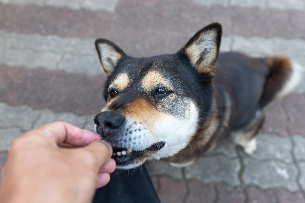 A orelha de porco defumada para cachorro ajuda a gastar energia