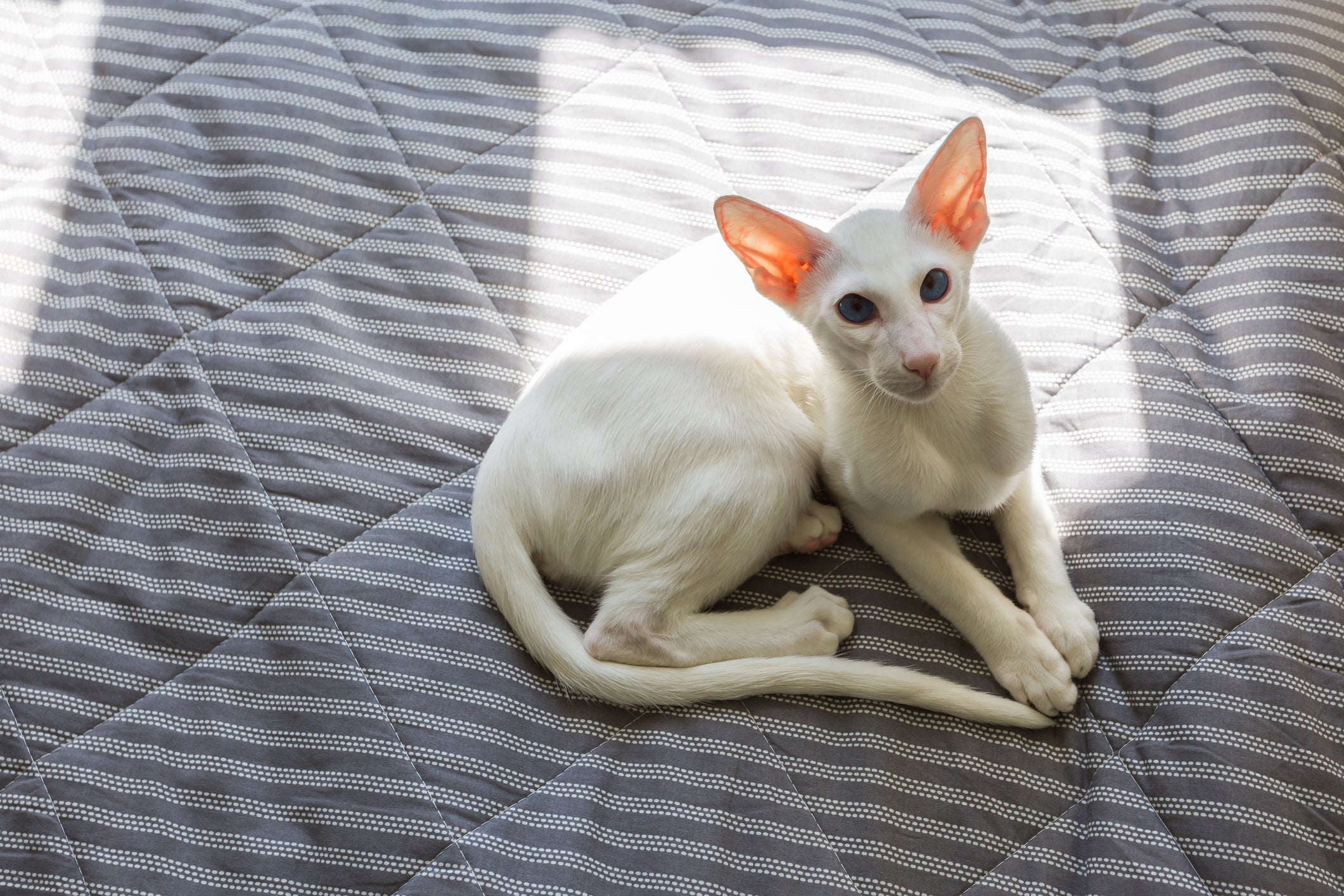 Rosto pequeno do Oriental Shorthair destaca orelha gigante