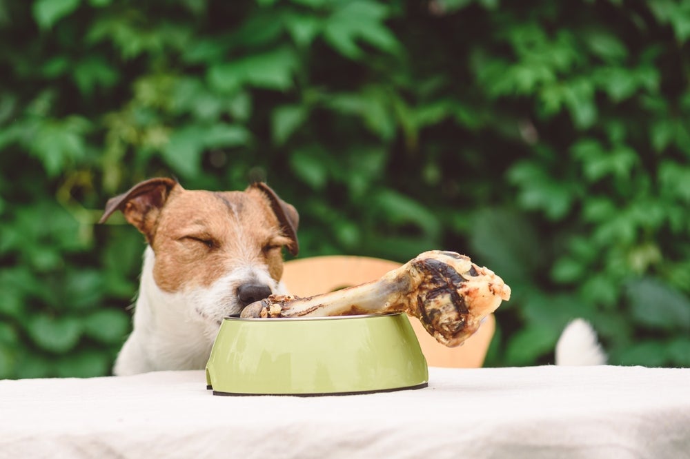 Alguns tipos de osso para cachorro são perigosos